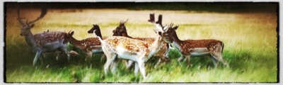Richmond Park deer